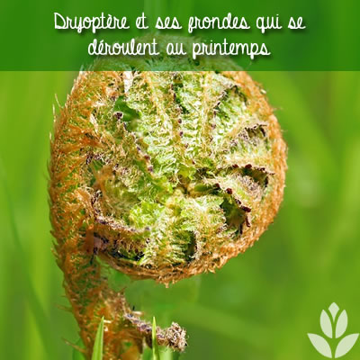 dryoptère fougère