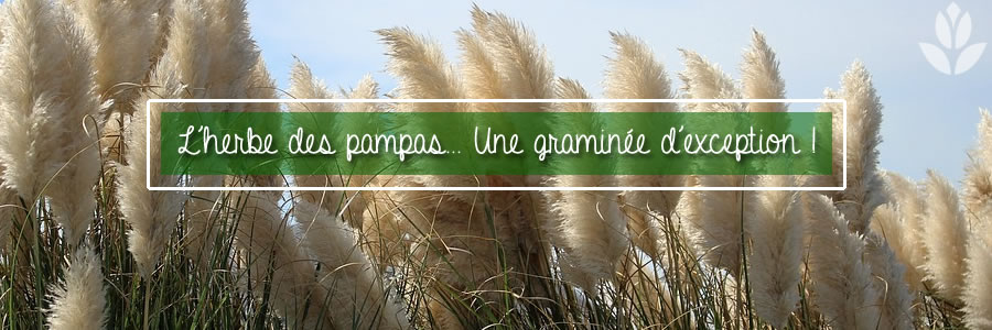 herbe des pampas tout savoir