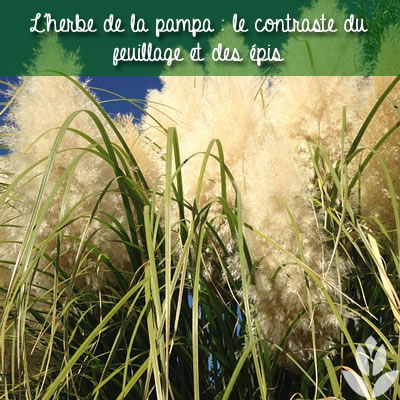 le contraste du feuillage et des épis de l'herbe de la pampa