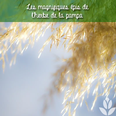 les épis de l'herbe de la pampa