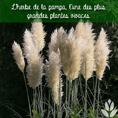 l'herbe de la pampa, l'une des plus grandes plantes vivaces