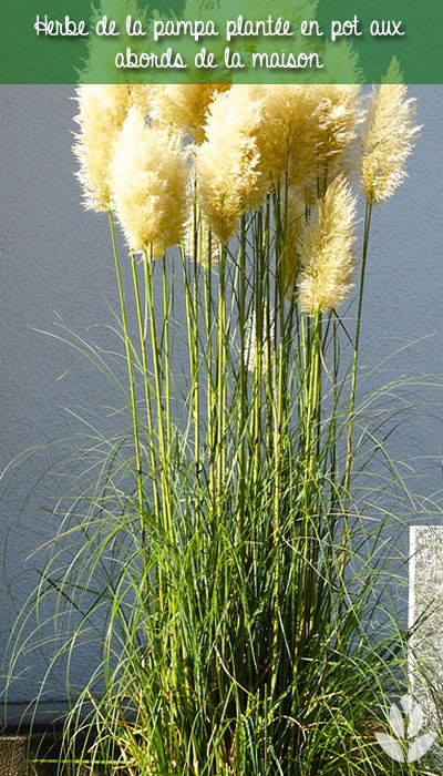 herbe de la pampa, de la hauteur en pot