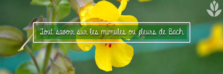 mimulus fleurs de bach tout savoir