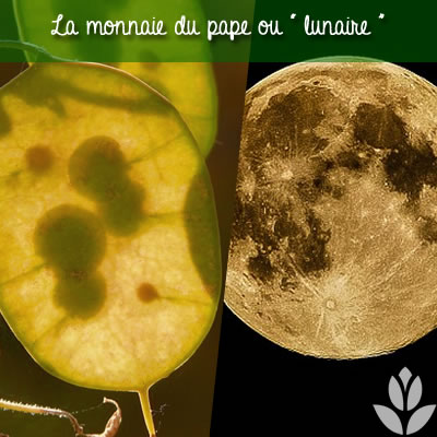 monnaie du pape ou lunaire