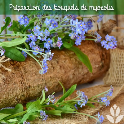 prpéaration des bouquets de Myosotis