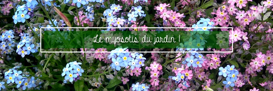 myosotis du ardin tout savoir