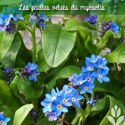 myosotis feuillage