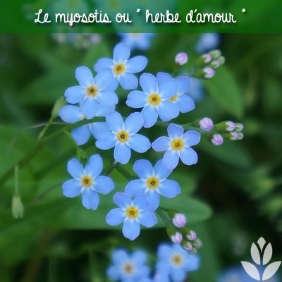 herbe d'amour
