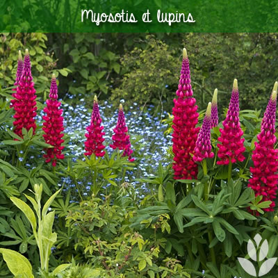 myosotis et lupins