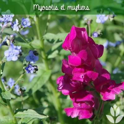 myosotis et muflier