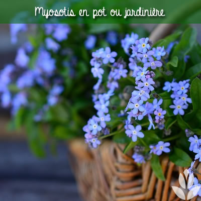 myosotis en pot