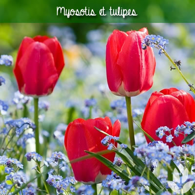 myosotis et tulipes