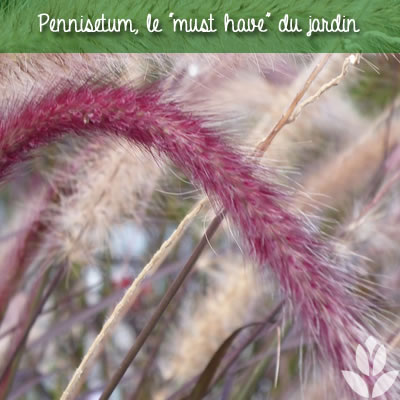 pennisetum