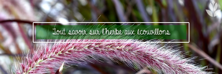 Pennisetum japonicum herbe aux écouvillons