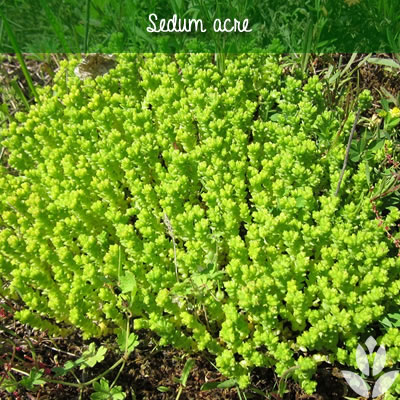 sedum acre