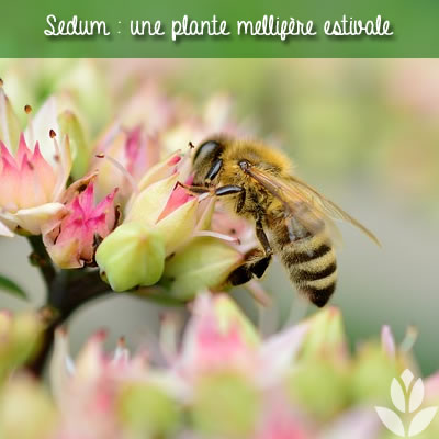 sedum mellifère