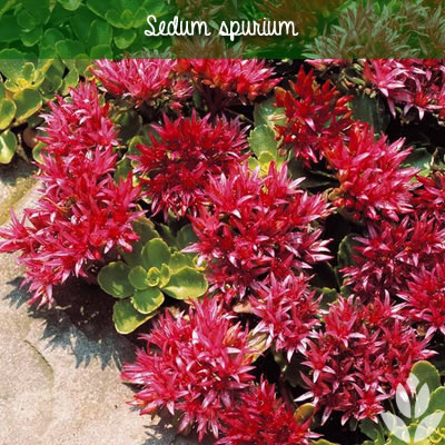 sedum spurium