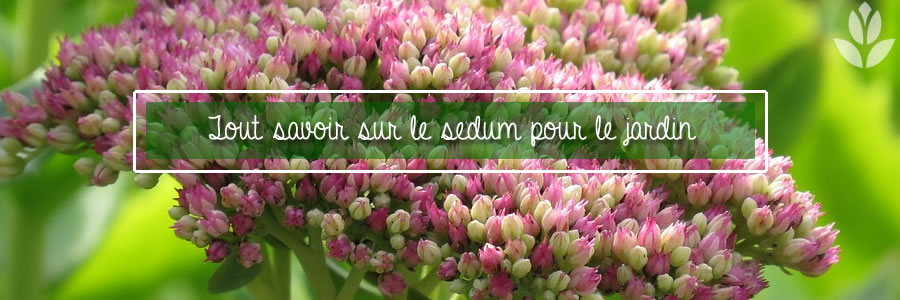 sedum tout savoit