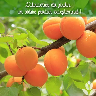 abricots et abricotier