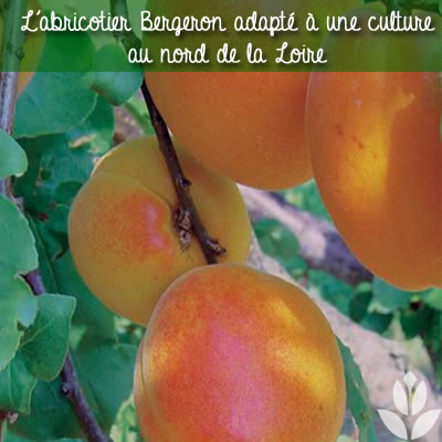 abricotier bergeron