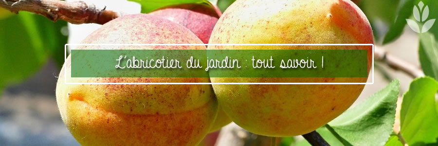 abricotier du ardin tout savoir sur la culture des abricots