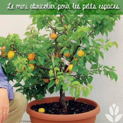 le mini abricotier ou abricotier nain