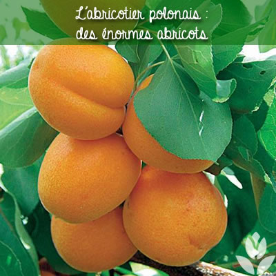 l'abricotier polonais : des énormes abricots