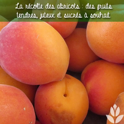 abricots récoltés