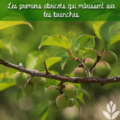 abricots sur branches