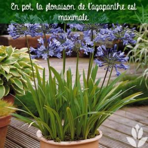 Agapanthes : Les Conseils De Plantation