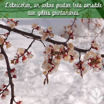 gelées printanières et arbricotiers