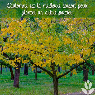 Comment Bien Planter Un Arbre Fruitier Comment Bien Planter Un Arbre Fruitier