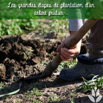 Comment Bien Planter Un Arbre Fruitier Comment Bien Planter Un Arbre Fruitier