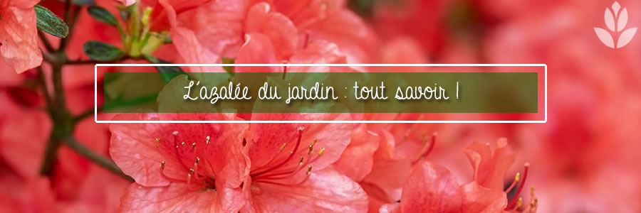 azalée du jardin tout savoir