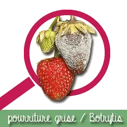 botrytis_fraisiers_pourriture_grise
