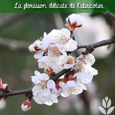 floraison de l'abricotier