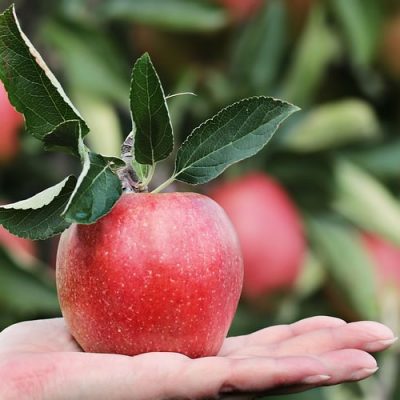 comment récolter les fruits des fruitiers du jardin ?