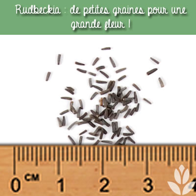 graines de rudbeckia