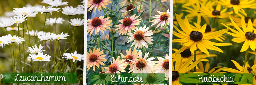 différences entre leucanthemum échinacée rudbeckia