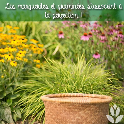 marguerites et graminée comme association végétale