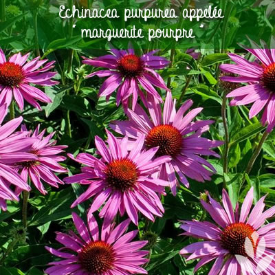 marguerite pourpre echinacea
