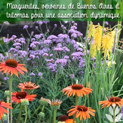 Associer les marguerites aux tritomas et verveines de Buenos Aires