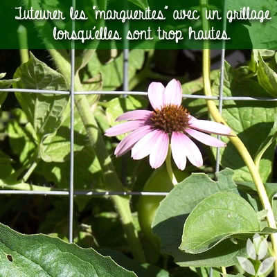 marguerites tuteurer