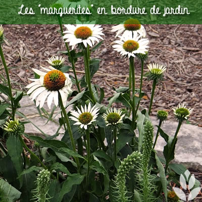 marguerites en bordure de jardin