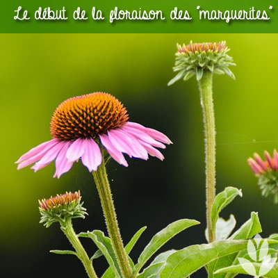 début de la floraison des marguerites