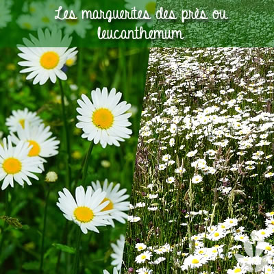 margeurites des près ou leucanthemum
