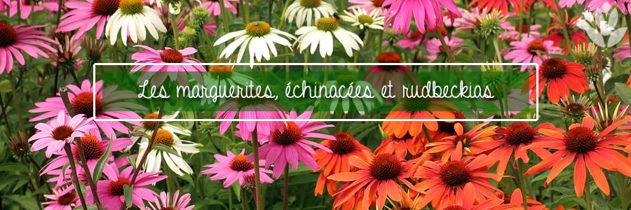 margurites, échinacées et rudbeckias : quelles sont les différences ?