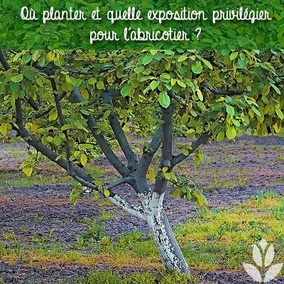 où planter un abricotier ?