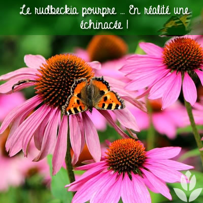 rudbeckia pourpre est en réalité une échinacée