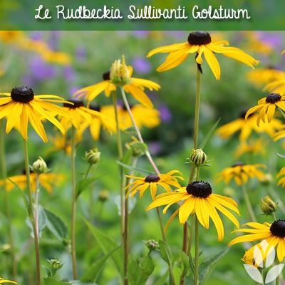 rudbeckia sullivanti golsturn